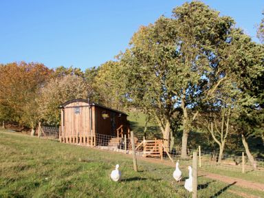 A hut with trees and geese in the area at Owls Roost in Robin Hood’s Bay