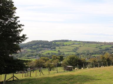 A landscape with trees and sheep at Owls Roost in Robin Hood's Bay
