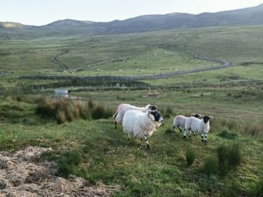 Sheep grazing in a field at Sliabh League Mountain Lodge TEILEANN near Kilcar, County Donegal