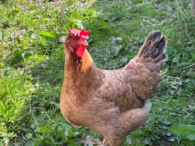 A chicken standing on grass in an outdoor setting