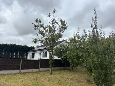 A house with trees and fence in the garden at Wilpol Llanerchymedd