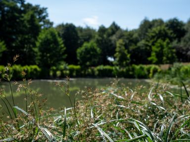 A pond surrounded by grass and trees at Lakewood Plot 4 St. Osyth