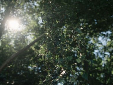 A close up of leaves and sunlight through trees at Lakewood Plot 4 St. Osyth