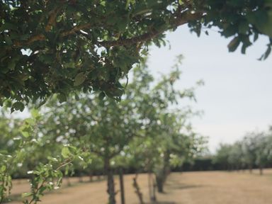 A view of trees and grass at Lakewood Plot 4 in St. Osyth