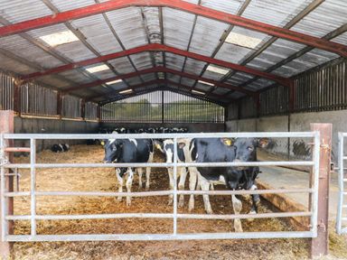 A barn with cows and straw at The Cheese House near Charmouth