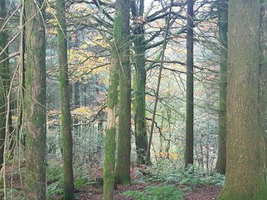 A view of trees and foliage in a forest at 3 Bedroom Cottage Hot Tub Garden Parking Dunkeswell