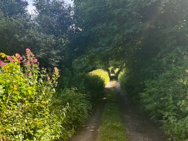 A path surrounded by flowers and greenery at The Old Forge in Bickerton near East Prawle