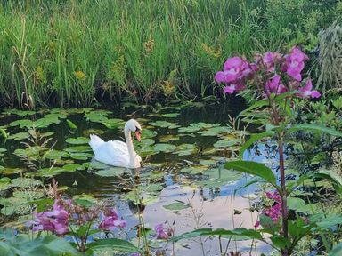 A swan swimming in a pond surrounded by lilies and flowers near Lochwinnoch