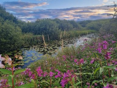 A scene with flowers and water in a natural setting at 2 Bedroom Sleeps 4 Lodge Smart Tv Hot tub Dogs Ok near Lochwinnoch
