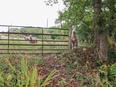 A sheep by a gate in a field at Felin Bach Aberdaron