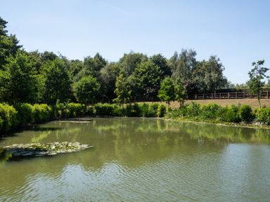 A pond surrounded by trees and grass at Lakewood Plot 7 St. Osyth
