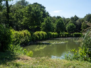 A pond surrounded by trees and bushes at Lakewood Plot 7 in St. Osyth