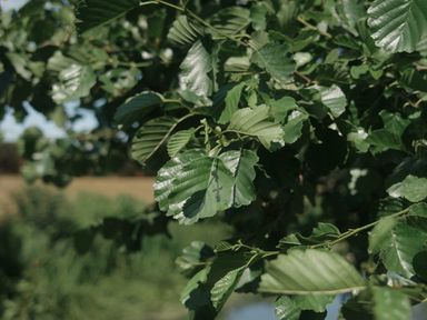 Leaves on a tree with a field in the background at Lakewood Plot 7 St. Osyth