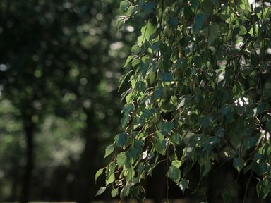 A close-up of green leaves on a tree at Lakewood Plot 7 St. Osyth