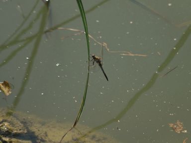 A dragonfly resting on a blade of grass above water at Lakewood Plot 7 St. Osyth