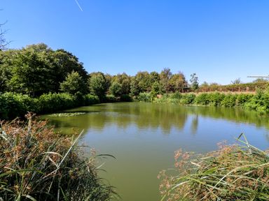 A pond surrounded by trees and grass at Lakewood Plot 9 St. Osyth