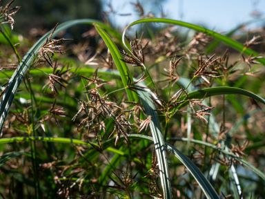 A field of grass and flowering plants at Lakewood Plot 9 St. Osyth
