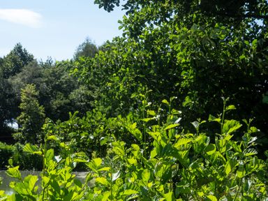A view of greenery near water at Lakewood Plot 9 St. Osyth
