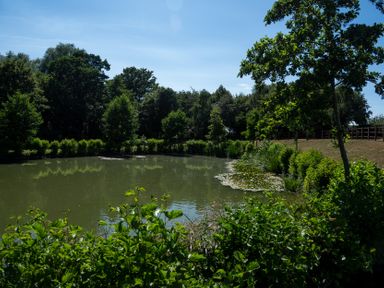 A pond surrounded by trees and bushes at Lakewood Plot 9 St. Osyth