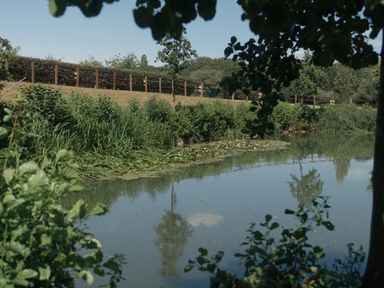A pond with surrounding vegetation at Lakewood Plot 9 St. Osyth