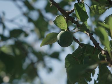 A close-up of a green fruit growing on a tree branch