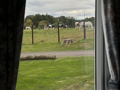A view of cows and horses in a field from inside a property at West Lawn 47 Haggerston Castle Paddock Views Haggerston