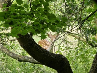 A deer partially visible among trees and leaves at Barn Conversion Sleeps 2 with Parking Diss