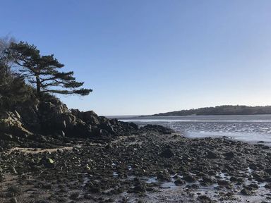 A shoreline with rocks and a tree near the water at Holly Blue - Cosy wooden lodge, Kippford