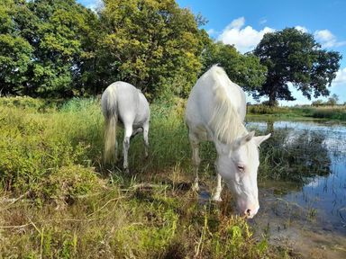 Two horses near a water body in a field at Simple Coastal Luxury near Southwold near Southwold
