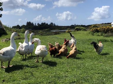 A flock of geese and chickens on grass near water at Chalet Sleeps 4 Near Cymyran Beach Caergeiliog