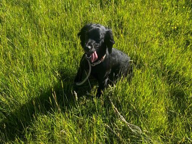 A dog sitting on grass in an outdoor setting
