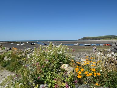 A beach with boats in the water and flowers in the foreground at Hafan y Tyddyn 
