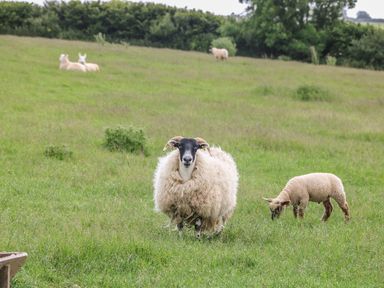 Sheep and lamb in a grass field at Beech Cottage in Truro