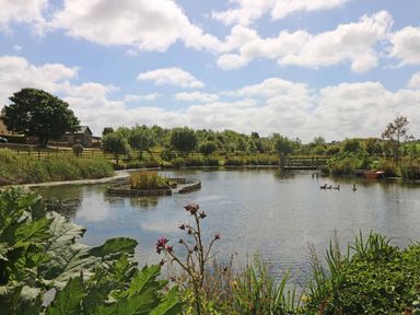 A pond with ducks and plants at Oak Cottage in Truro