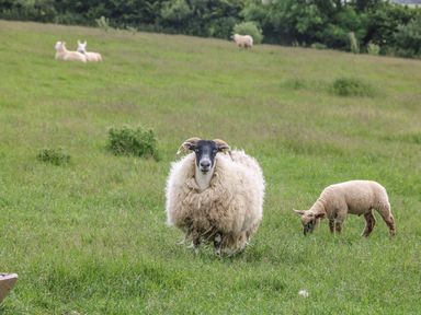 A sheep and a lamb grazing in a pasture at Oak Cottage in Truro