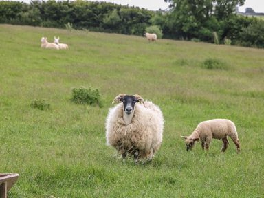 A sheep and lamb in a green field at Hawthorn Cottage in Truro
