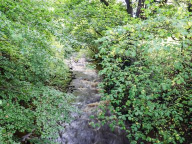 A stream surrounded by trees and foliage at The Bungalow in Penrith
