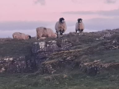 A group of sheep on a hill during sunset at Chapel Farm Holiday Park No 6 Bunnies View in Appleby-in-Westmorland