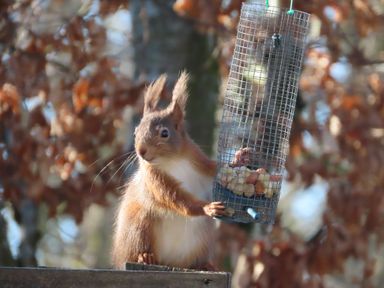 A squirrel holding a food feeder with nuts at Chapel Farm Holiday Park No 6 Bunnies View Appleby-in-Westmorland
