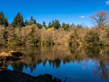 A lake surrounded by trees under a blue sky at a natural setting