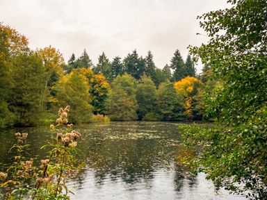 A view of a pond surrounded by trees at a natural area