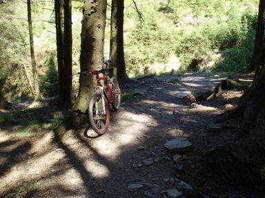 A bicycle leaning against a tree on a dirt path in a forest