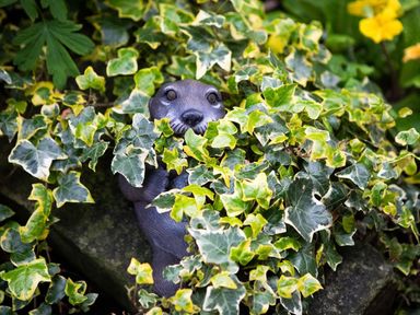 A statue of an otter partially hidden in ivy plants