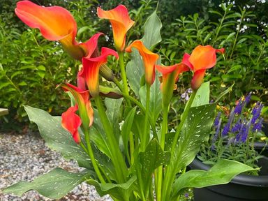 A bouquet of calla lilies in a garden