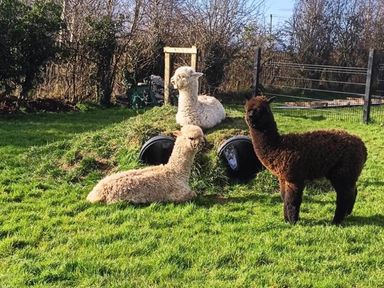 Three alpacas in a garden area with grass and a tub at Limavady Cherry Tree Apartment, Sleeps 2 and Parking, Limavady
