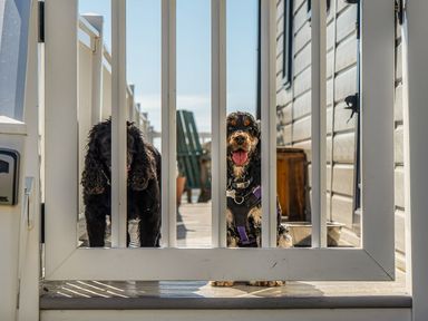 Two dogs behind a white fence in an outdoor space at 2 Bed Caravan, Sleeps 4 with Sea Views, West Lulworth