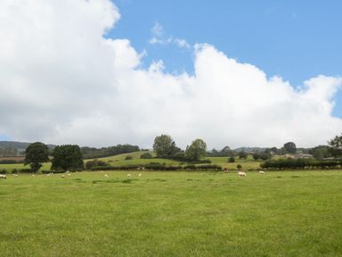 A green field with sheep grazing and trees under a blue sky at Little Cowarne Court in Little Cowarne near Bromyard