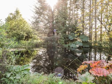 A pond surrounded by trees and various plants with sunlight filtering through at The Log Cabin in Oban