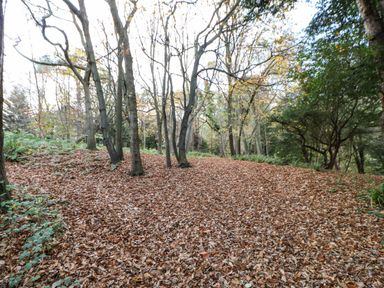 A woodland area covered with fallen leaves and trees at Primrose Lodge in Saltburn-by-the-Sea