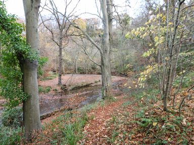 A wooded area with trees and a small river covered with fallen leaves at Primrose Lodge in Saltburn-by-the-Sea